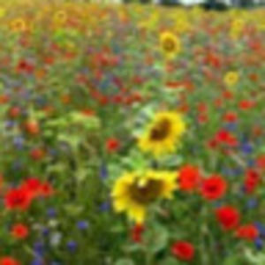 Meet your Posher, Annala